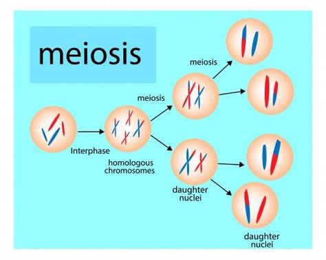 Las fases de la meiosis a los niños es un artículo que resalta la importancia de la variabilidad genética que aporta este proceso a las especies. X Chromosome, Dissociation, Science Biology, Botany, Biology, I Hope, Science, Art