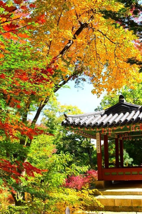 Where To See Autumn Leaves In Korea: 20 Fall Foliage Spots Leaves Pictures, Visit Korea, Seoraksan National Park, Autumn In Korea, Nami Island, Korea Wallpaper, Living In Korea, Autumn Foliage, National Cemetery