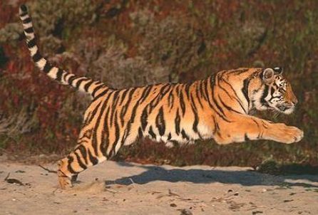 TGR 01 RK0070 01 - Full Body Shot Of Bengal Tiger Running On Sand ... Giant Realistic Flying Tiger, Tiger Therian, Tiger Running, Save The Tiger, Wild Animals Photography, Wild Lion, Cat Anatomy, Car Stock, Tiger Pictures