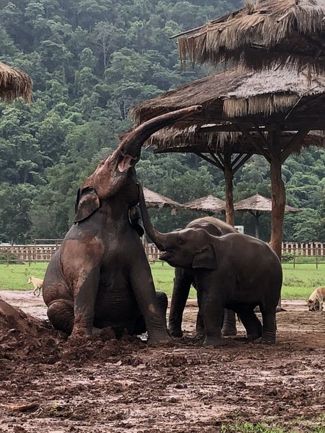 Mud bath with mom. Elephant Nature Park. Chiang Mai Thailand 2018 Elephant Mud Bath Thailand, Mud Bath, Elephant Nature Park, Chiang Mai Thailand, Chiang Mai, Thailand, Bath, Elephant, Animals