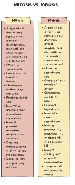 Infographic to compare mitosis and meiosis Mitosis Vs Meiosis Notes, Mitosis And Meiosis Notes, Mitochondria Diagram, Meiosis Notes, Mitosis Notes, Biology Tips, Mitosis And Meiosis, Biochemistry Notes, Learn Biology