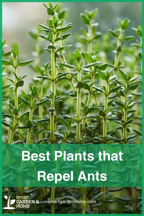 Keep ants away naturally with plants like Garden Thyme and Lavander! Explore 10 beautiful options that not only repel pests but also add charm to your garden or home. Visit Smart Garden and Home for insights. All Natural Ant Repellant, Natural Pest Control For Garden, Natural Ant Repellant, Ant Repellant, Plants That Repel Ants, Kill Fire Ants, Composting Methods, Catnip Plant, Ant Repellent