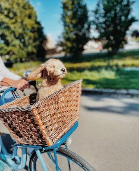 Bike With Dog Basket, Dog In Bike Basket, Dc Lifestyle, Archers Voice, Instagram Grid Layout, Dog Bike, Painted Animals, Bike With Basket, Biking With Dog