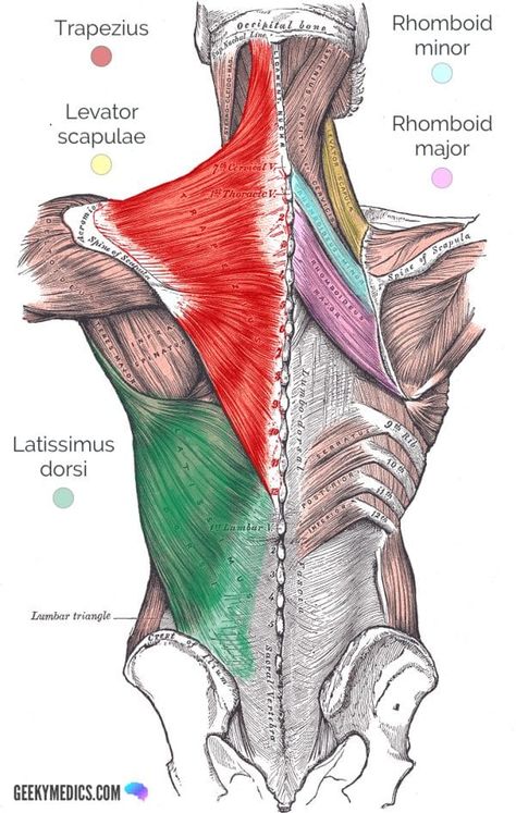 Teres Major, Erector Spinae, Muscle Diagram, Human Muscle Anatomy, Anatomy Images, Back Muscle, Gross Anatomy, Basic Anatomy And Physiology, Latissimus Dorsi