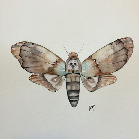 Insect Watercolor Painting, Moth Watercolor Painting, Moth Sketch, Watercolor Bugs, Watercolor Moth, Moth Watercolor, Butterfly Museum, Moth Painting, Moth Illustration