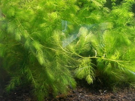 Caring for hornwort (Ceratophyllum demersum) / The Shrimp Farm Fish Tails, Red Cherry Shrimp, Stem Plant, Shrimp Farming, Cherry Shrimp, Live Aquarium, Pond Plants, Inside Plants, Freshwater Aquarium