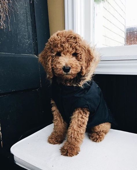 My Puppy, So Adorable, Going Out, White, Black