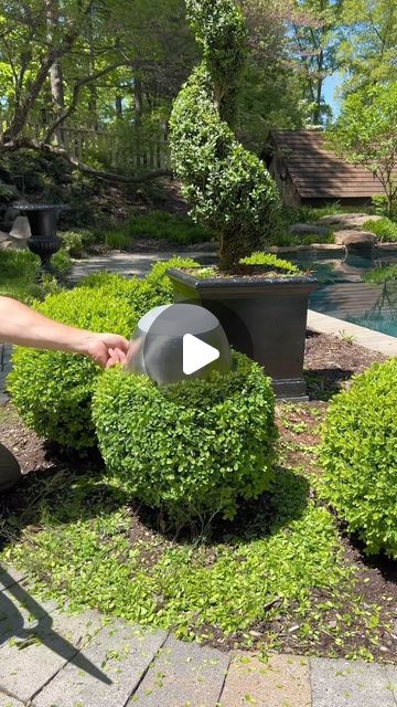 Shaping Boxwood Bushes, Hedge Trimming Ideas, Buxus Garden Ideas, Palets Ideas, Boxwood Bush, Boxwood Landscaping, Trimming Hedges, Outdoor Topiary, Texas Landscape