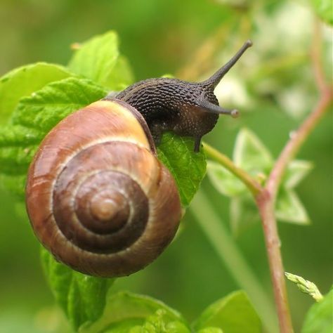 How to Get Rid of Snails and Slugs | Planet Natural Garden Pests Identification, Snail Image, Getting Rid Of Slugs, Pet Snails, Bad Bugs, Snails In Garden, Garden Bugs, Garden Insects, Insect Pest