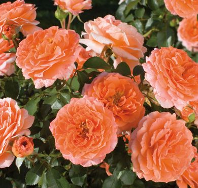 Adobe Sunrise - perfect for a small space Rooting Roses, Floribunda Roses, Heirloom Roses, Types Of Roses, Shrub Roses, Growing Roses, Planting Roses, Rose Bush, Orange Roses