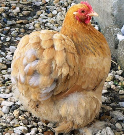 Pekin Bantams - Pekin Bantams Pekin Bantam Chickens, Phoenix Chicken, Pekin Chicken, Garden Backyard Ideas, Draw Chicken, Pekin Bantams, Dinner Ideas Chicken, Chicken Photos, Aesthetic Chicken