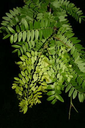 Honey Locust Tree, Locust Tree, Plant Biology, Living Fossil, Honey Locust, Ginkgo Tree, Ash Tree, Seed Pods, Beautiful Tree