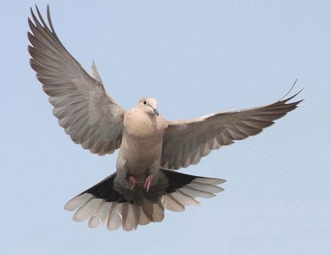 Collared Dove by Brian Henderson - BirdGuides Position Reference, Collared Dove, Dove Wing, Bird Reference, Dove Flying, Dove Pigeon, Turtle Doves, Turtle Dove, Bird Pictures