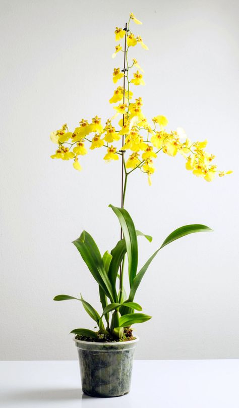 How To Care And Grow For Dancing Lady Orchid Dancing Lady Orchid, Oncidium Orchids, Orchid Roots, Plant Lights, Types Of Orchids, Plant Light, Orchid Plant, Dendrobium Orchids, Wallpaper Flower