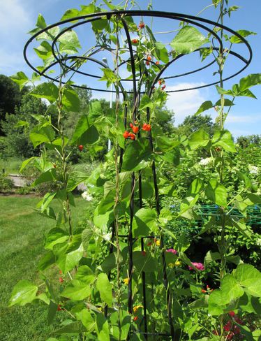 Garden Obelisk, Hydrangea Care, Diy Trellis, Garden Vines, Fall Garden Vegetables, Garden Oasis, Plant Supports, Garden Trellis, Climbing Plants