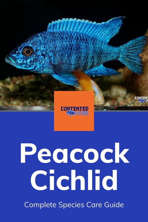 Peacock Cichlid Tank, African Cichlid Tank Design, Chiclids Tank Ideas, Cichlid Aquarium Ideas Tanks, Peacock Cichlids, African Cichlid Tank, Cichlid Tank, African Cichlid Aquarium, Lake Malawi Cichlids