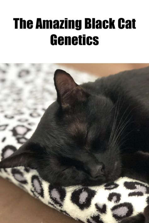 Unravel 'The Amazing Black Cat Genetics' in our latest blog post. Understand the science behind their stunning coat color and what makes these felines unique. Click the pin to discover more. #BlackCatGenetics #CatScience Cat Genetics, Bombay Cat, Cat Body, Surprising Facts, Bad Luck, Cat Facts, Cat Health, Black Cats, The Science