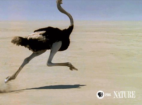 Ostrich Running, Laughing Animals, Animal Movement, Ostrich Legs, Color Script, Animal Study, Animated Animals, Wild Creatures, Animation Tutorial