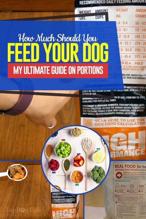 How Much to Feed a Dog: Accurate Feeding Guide for Dogs (with video) Dog Treats Homemade Recipes, Raw Dog Food Recipes, Dog Nutrition, Healthy Dog Food Recipes, Animal Nutrition, Videos Youtube, Homemade Dog Food, Dog Feeding, Dry Dog Food