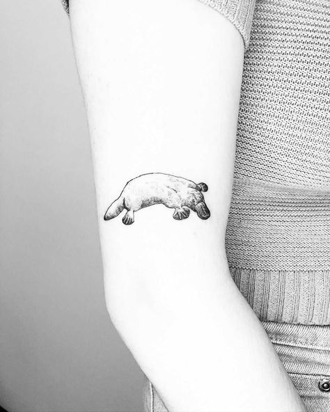 Platypus Tattoo Simple, Platypus Tattoo, Cute Platypus, Tat Inspiration, Related Tattoos, Perry The Platypus, Platypus, Tattoo Inspo, Animal Tattoos