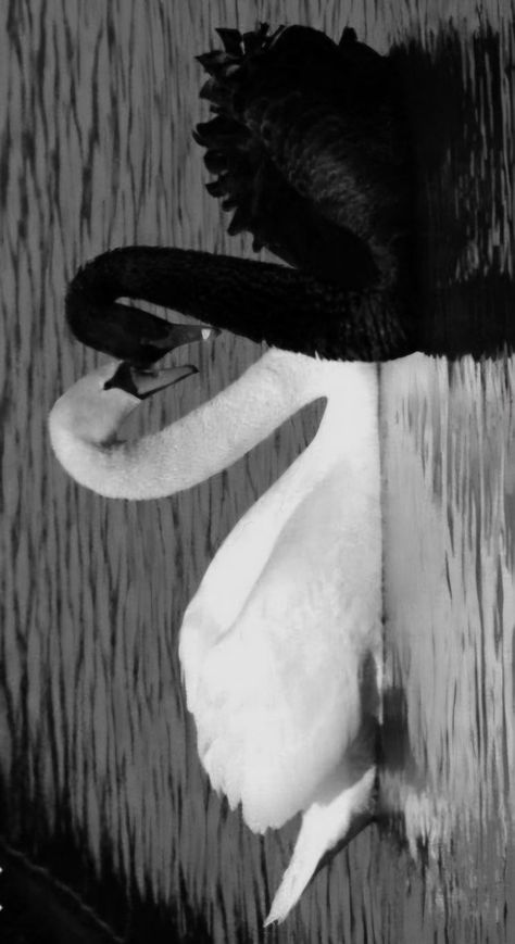 Black And White Swan Aesthetic, Black Swan Aesthetic Wallpaper, Black Swan Drawing, Swan Lake Wallpaper, White And Black Swan, Black Swan Bird, Black Swan Art, Black And White Swan, Swan Drawing