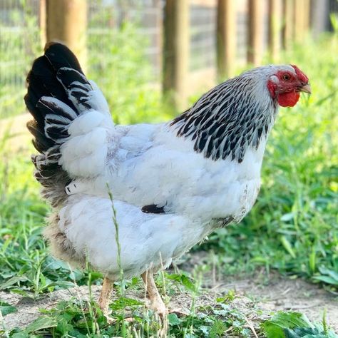 Wyandotte Chickens, Breed Chickens, 2d Felting, Black And White Chickens, Wyandotte Chicken, Chickens For Sale, Duck Breeds, Biggest Chicken, Day Old Chicks