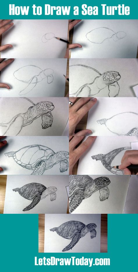 how to draw a sea turtle Step By Step Sea Turtle Drawing, Painted Sea Turtles Acrylic, How To Draw Sea Turtle, Sea Turtle Art Project, Step By Step Turtle Drawing, Paintings Of Sea Turtles, How To Draw A Sea Turtle, How To Draw A Turtle, Sea Turtle Drawing Sketches