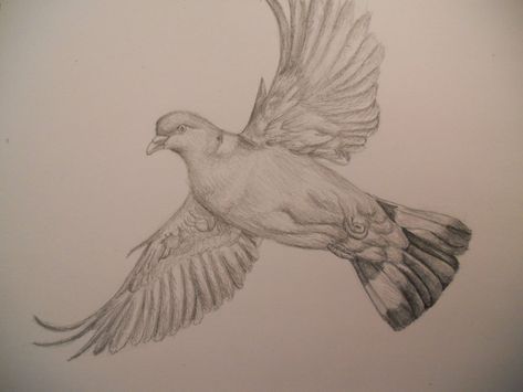 Pencil sketch - Pigeon by Finchwing on DeviantArt Heart Rate Tattoo, Pigeon Drawing, Pigeon Books, Flying Pigeon, Drawing Aesthetic, Pencil Sketches, Art Van, Bird Drawings, Sketch Art