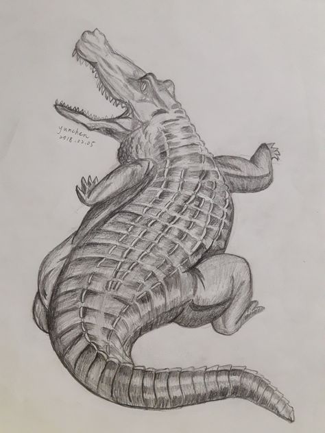 Crocodile Sketch Drawing, Crocodile Tattoo Design, Crocodile Drawing, Crocodile Tattoo, Animal Body Parts, Design Art Drawing, Crocodiles, Tattoo Design Drawings, Book Ideas