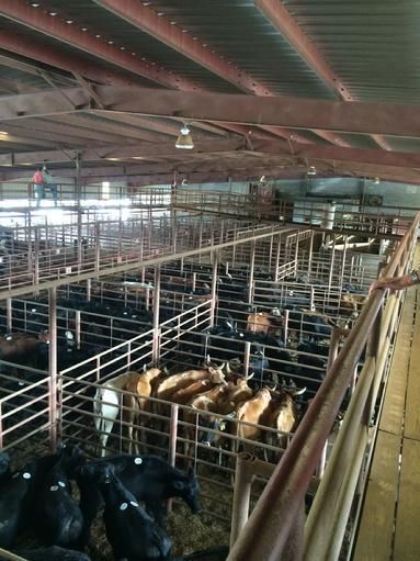 Upstate Livestock Exchange, LLC Cattle Trailers, Cattle Farming, Horses