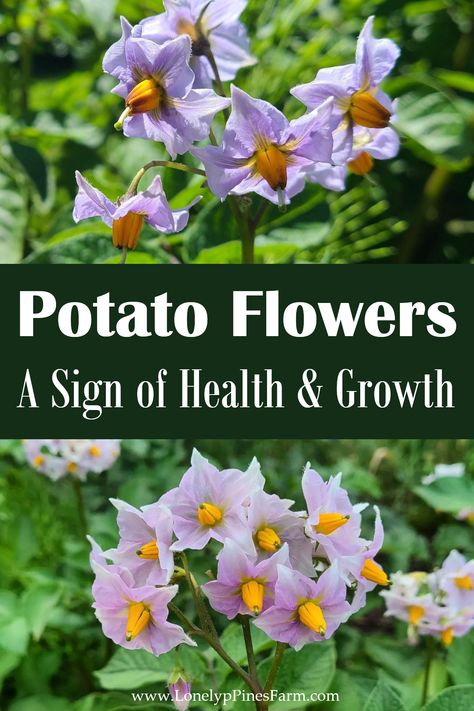 Let's unravel the significance of potato flowers - uncovering their implications for plant maturity, pollination, & the upcoming harvest. Potato Flowers, Garden Planing, Spring Vegetable Garden, Healthy Fruits And Vegetables, Growing Gardens, Starting A Garden, Spring Vegetables, Different Vegetables, Hobby Farms