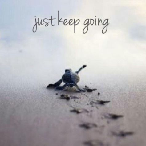 Instagram post by Positive Thoughts • Jan 13, 2020 at 11:45pm UTC Linkedin Background Banner Quotes, Genuine People Quotes, Banner Quotes, Linkedin Background Banner, Turtle Quotes, Linkedin Background, Linkedin Banner, Happy Thanksgiving Quotes, Just Keep Going