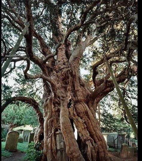 Forthingale Yew, Perth, Scotlabd.  Thought to be one of the oldest living things in Europe. Fortingall Yew, Perth Scotland, Matka Natura, Old Tree, Old Trees, Travel Plan, Ancient Tree, Unique Trees, Tree Forest