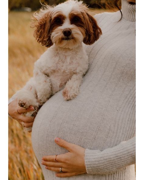 Some more from Victoria’s maternity session ✨ Truly obsessed on how beautiful these turned out. - - - - #familyphotography #bonaluwinganduphotography #calgaryalbertaphotography #outdoorphotography #maternityphotoshoot #babycomingsoon At Home Maternity Shoot With Dog, Photoshoot With Small Dog, Maternity Photography With Dog, Maternity Photos With Dog, Photos With Dog, Pregnancy Photo, Maternity Pics, Maternity Photoshoot, Maternity Shoot