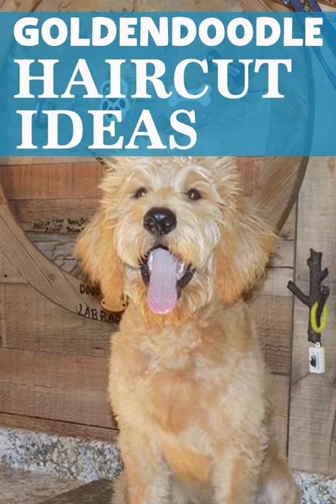 Doodle Mohawk Haircut, Goldendoodle Puppy Haircut, Golden Doodle Grooming Styles, Doodle Haircuts, Goldendoodle Haircuts, Cleaning Dogs Ears, Dogs Ears, Goldendoodle Grooming, Puppy Haircut