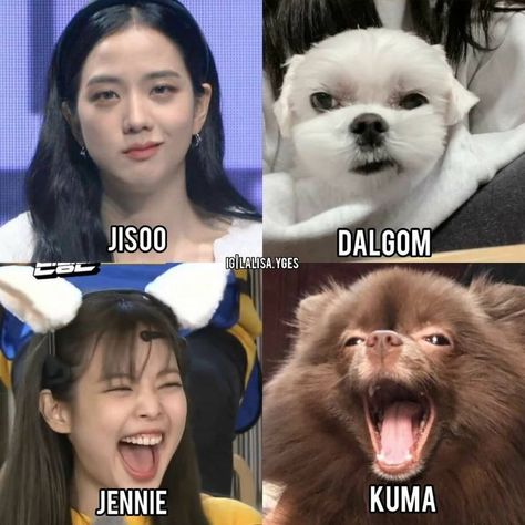 Blackpink With Animals, Kpop Idols With Their Pets, Blackpink With Pets, Blackpink Pets, Kpop Chibi Blackpink, Jennies Dog, Birthday Cake Write Name, Funny Dog Faces, Handmade Photo Frames