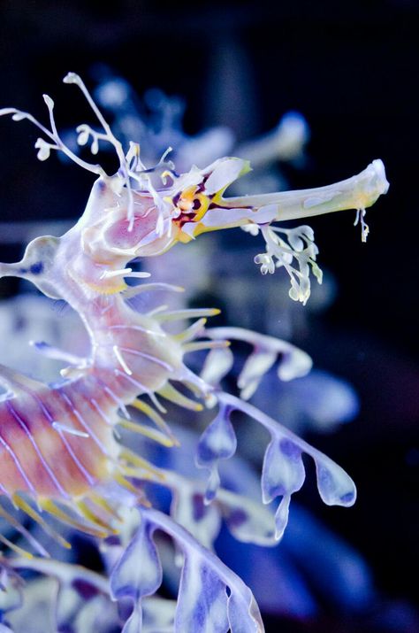 .•°•..•°•.Gorgeous Leafy Sea Dragon.•°•..•°•. Seahorse Photography, Seahorse Tattoos, Leafy Seadragon, Water Horse, Leafy Sea Dragon, Sea Dragons, Creature Marine, Fauna Marina, Life Under The Sea