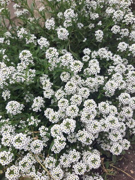 mini white flowers Tiny White Flowers, White Flowers, Plants, Flowers, White, Quick Saves