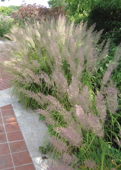 Exquisite, pink-tinted blooms of Calamagrostis brachytricha soften the tiled walkway on this shady path. Calamagrostis Brachytricha, Feather Reed Grass, Agave Attenuata, Landscape Nursery, Shade Grass, Full Sun Perennials, Fountain Grass, Grasses Garden, Landscaping Supplies