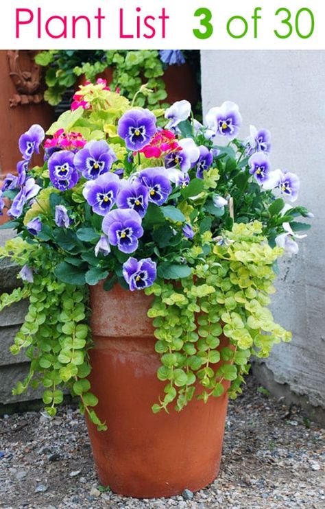 creeping jenny - the lovely drapey lime green plant Tanaman Pot, Container Garden Design, Creeping Jenny, Container Gardening Flowers, Outdoor Stuff, Have Inspiration, Garden Containers, Container Gardens, Container Garden