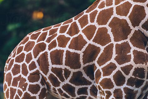 A Giraffe, Mood Board Inspiration, Design Elements, Close Up, Royalty Free Stock Photos, Portfolio, Stock Photos, Animals