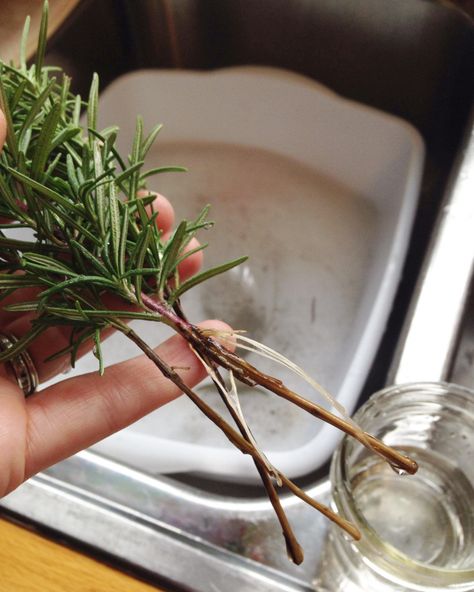 Here are simple instructions on how to propagate rosemary cuttings in water with closeup photos of the new roots. If I can do it, you can too! Rosemary Cuttings, How To Propagate Rosemary, Growing Rosemary Indoors, Propagate Rosemary, Homestead Inspiration, Mountain Garden, Pregnancy Tea, Growing Rosemary, Growing Garden