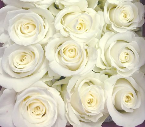 Rose Varieties, Fresh Cut Flowers, Love Rose, Fresh Cut, Wedding Deco, Cut Flowers, Jordan, Roses, Plants