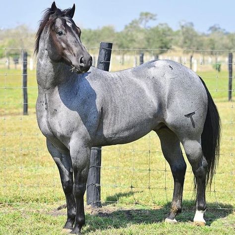 Blue Roan Horse, Spirit The Horse, Aqha Horses, Beautiful Horse Pictures, Barrel Racing Horses, Blue Roan, Most Beautiful Horses, Blue Horse, Horse World