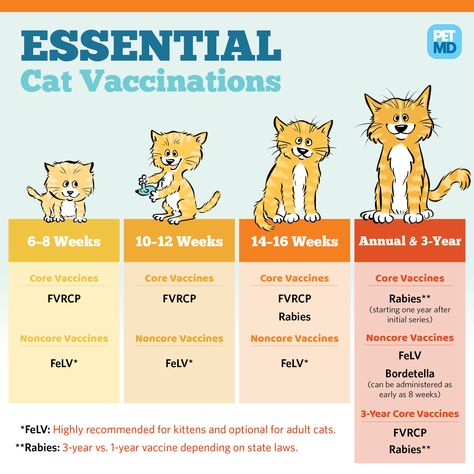 Cat First Aid, Dog Shots, Getting A Kitten, Vet Medicine, Cat Info, Cat Care Tips, Kitten Care, Cat Facts, Cat Health