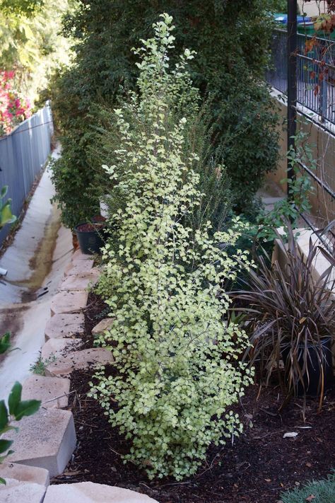 pittosporum silver sheen tree - Google Search Pittosporum Marjorie Channon, Pittosporum Silver Sheen, Pittosporum Tenuifolium, Hedges Landscaping, Hedge Trees, Privacy Hedges, Colorful Shrubs, California Backyard, Narrow Garden