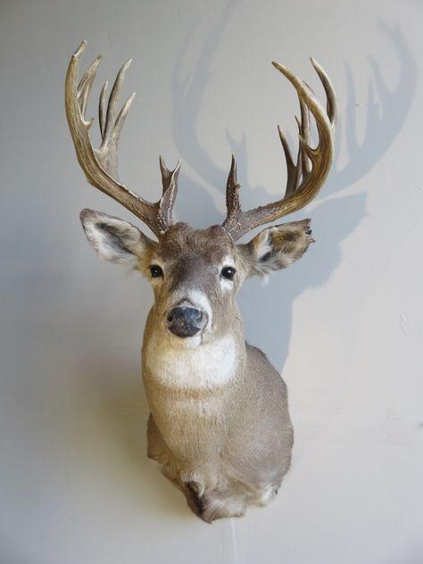 Taxidermy Interior Design, Whitetail Taxidermy, Deer Head Mount, Mounted Deer Head, Deer Mount Ideas, European Mounts, Deer Taxidermy, Deer Head Decor, Elk Pictures