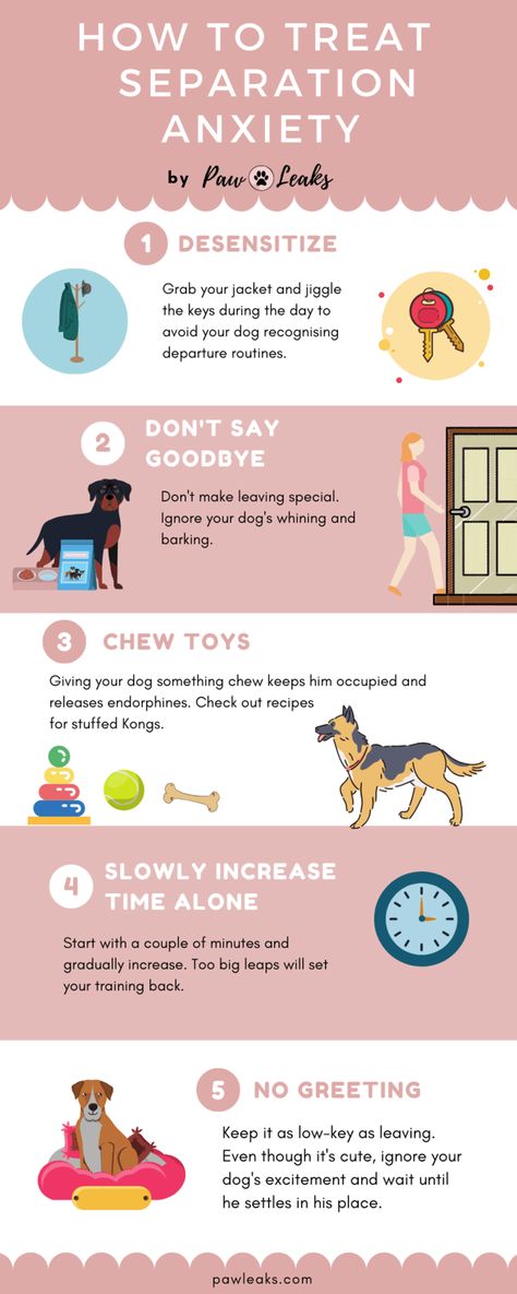 Schedule a certain amount of time during the day when training will take place. Be consistent in your training by using the same commands for all walks. Where Dogs Like To Be Pet, Dog In Training Sign, Mental Exercise For Dogs, Puppy Separation Training, Desensitizing Dogs, Routine For Dogs, Dog Routine, Things To Do With Dogs, Dog Must Haves