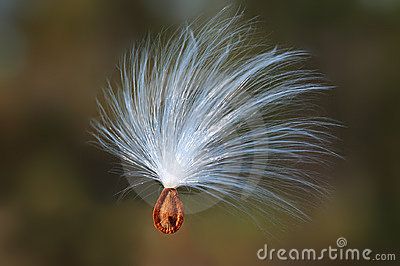 Single isolated seed suspended in midair Milkweed Pods, Monarch Butterfly Garden, Macro Photography Tips, Milkweed Seeds, Law Of Love, Prairie Flower, Divine Nature, Pollinator Garden, Wildflower Seeds