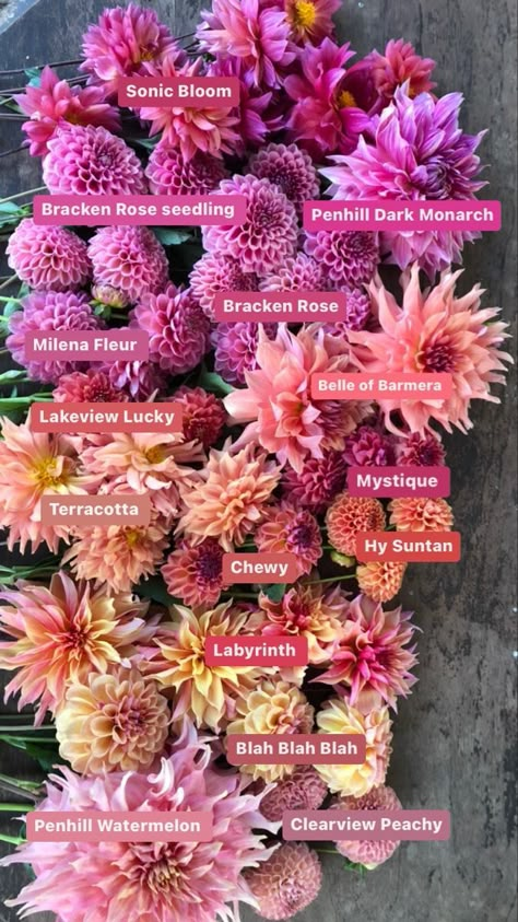 Dahlia Colour Combinations, Dahlia Flower Varieties, Dahlia Flower Bed Ideas, Dahlia Flower Types, Dahlia Garden Bed, Dahlia Color Palette, Dahlia Companion Plants, Dahlia Flower Bed, Flower Garden Color Palette